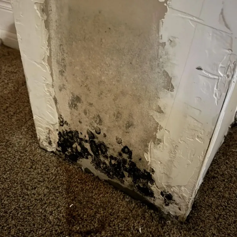 Professional Mold Removal in Westover, WV